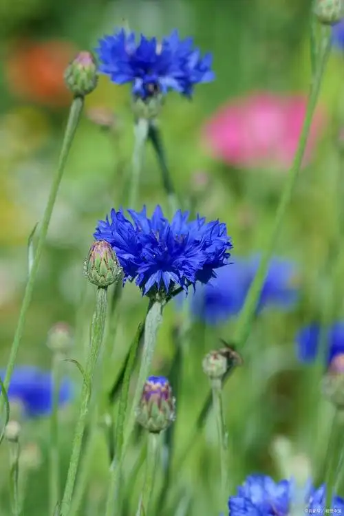 蓝色之恋:矢车菊的美丽传说