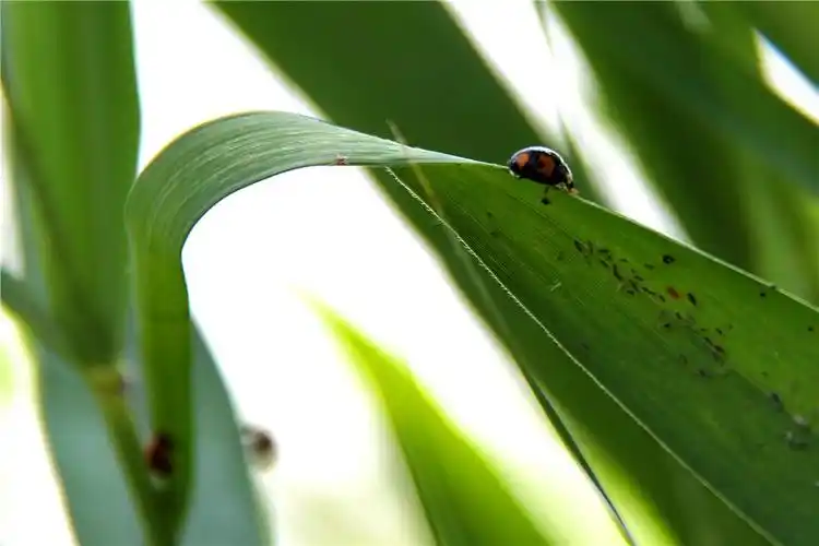 瓢虫正在吃蚜虫