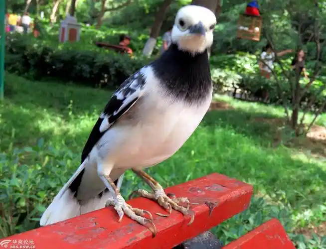 夏师傅与他的花八哥