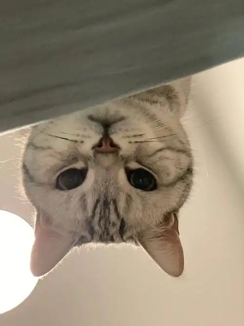 咖总的死亡凝视