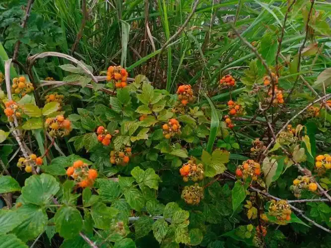 又是习水刺泡儿成熟的季节今年你摘来尝过没有还是你记忆中的味道吗