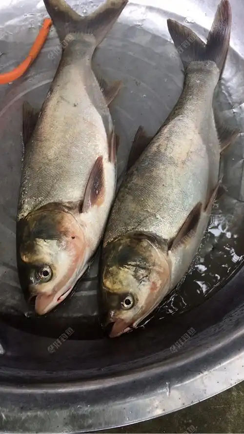 最后搞到了白鲢