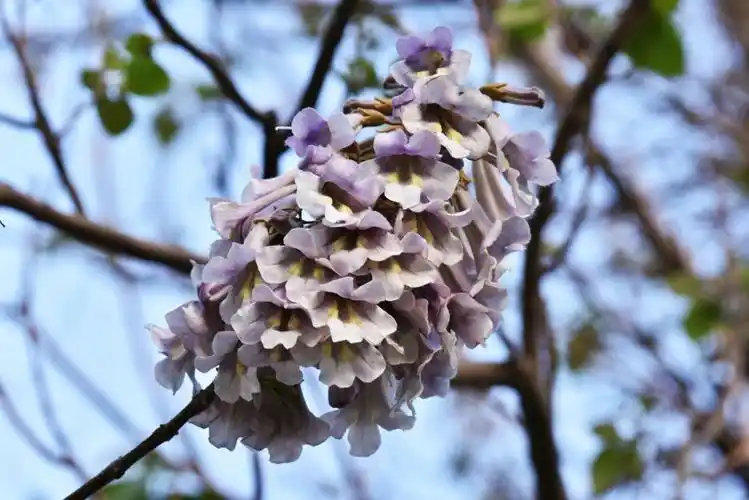 梧桐树,梧桐花,记忆童年的美好时光!