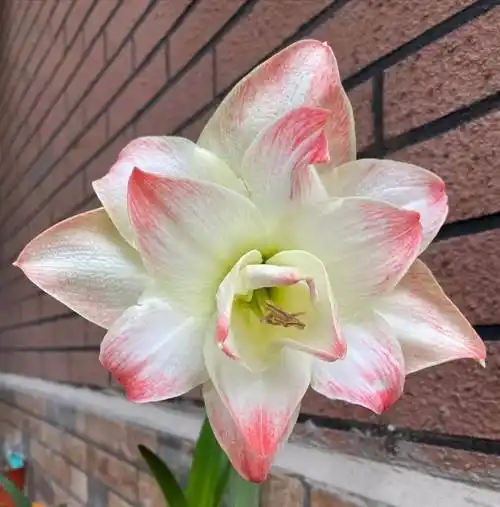 品种控看过来,20多种漂亮的朱顶红,各色各样全都有,快收好_花瓣_花色