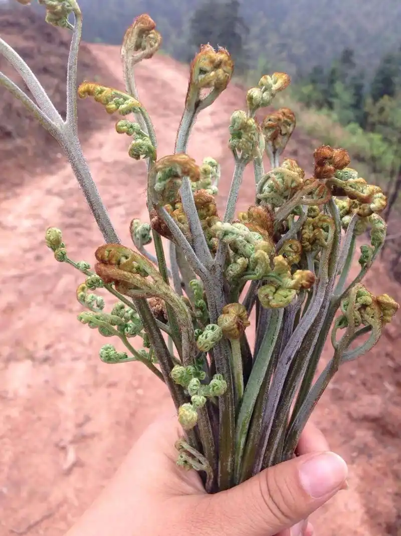 蕨菜怎么吃,凉拌,小炒任君选择