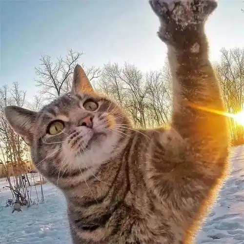 p data-id="soavefquphdh">manny,网红自拍猫,在ins上拥有近60万的