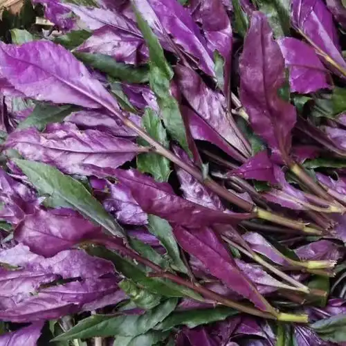 天然紫背菜种子天葵血皮菜种籽四季盆栽阳台红凤菜观音菜种孑 紫背菜