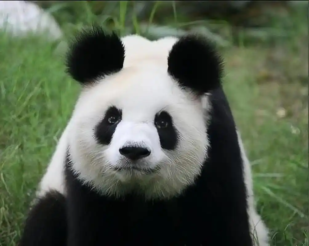 我滴天呐,这绝对是我见过朵朵最大的大熊猫,炸毛的大朵朵太漂亮了,像