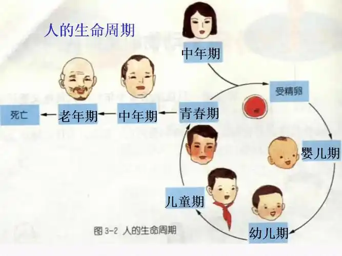 人的成长过程ppt