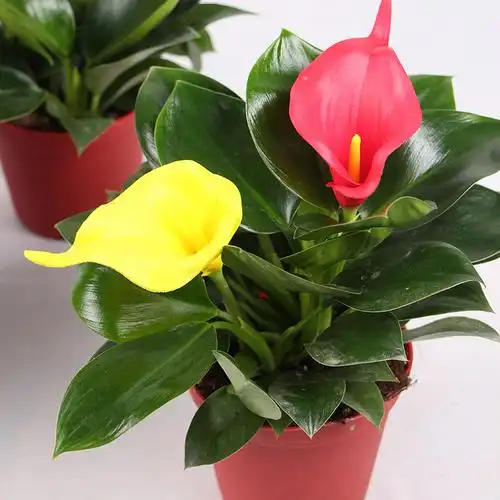 绿公主金钻盆栽批发红林园艺客厅办公室四季常青室内观赏