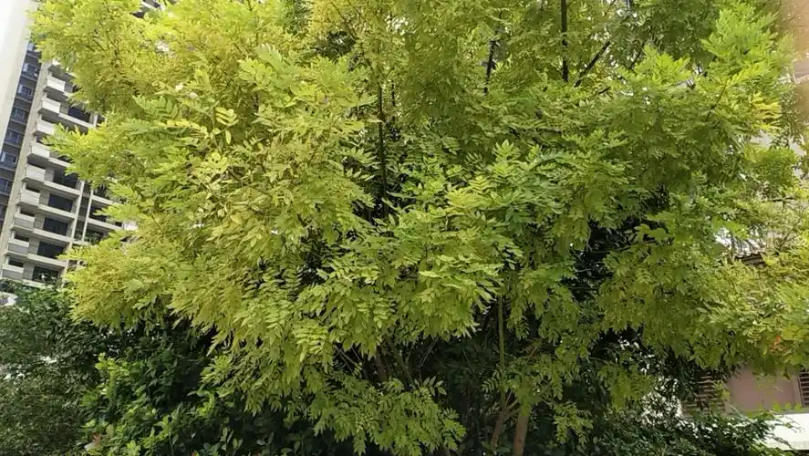 夏天公路边上的这棵金枝国槐树上的叶子真好看