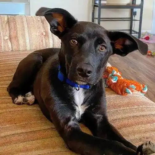 17只有着巨大耳朵的狗狗