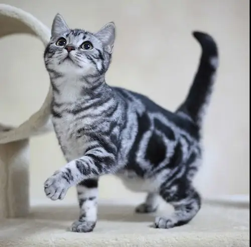 美短成年出售活体大猫标斑加白疫苗齐全猫咪