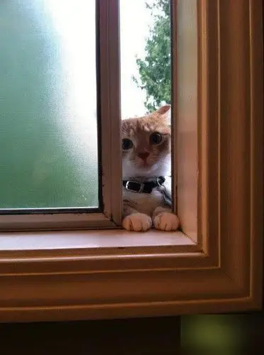 晒喵星人被关在门外的表情