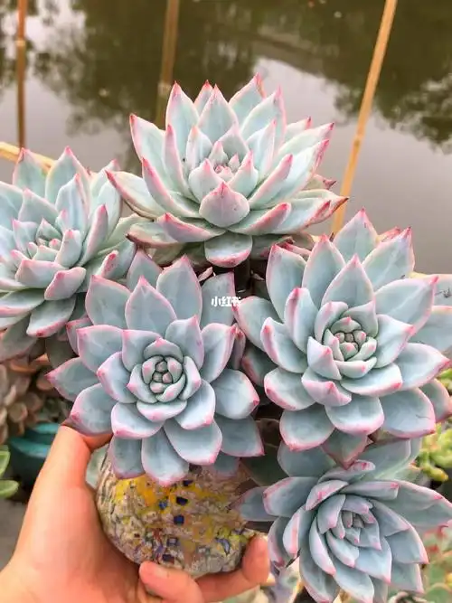 绍兴多肉  #我的小院子  #粉蓝鸟