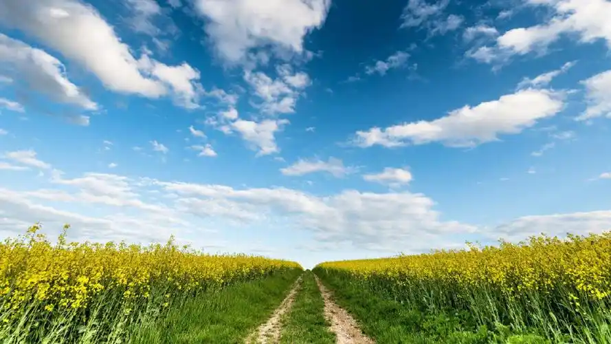 唯美自然森林风景桌面壁纸