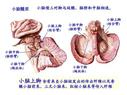 人体解剖学:小脑,间脑ppt