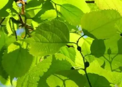 朴树大叶和小叶有什么不同吗