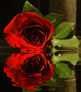 gif##鲜花# #玫瑰# 灬铃兰灬采集