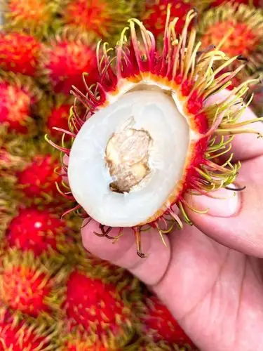 北京胜海丹果毛丹毛新鲜荔枝毛荔枝包送6斤红毛其它