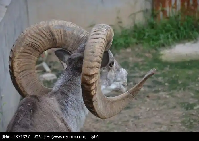 一只盘羊羊角特写图