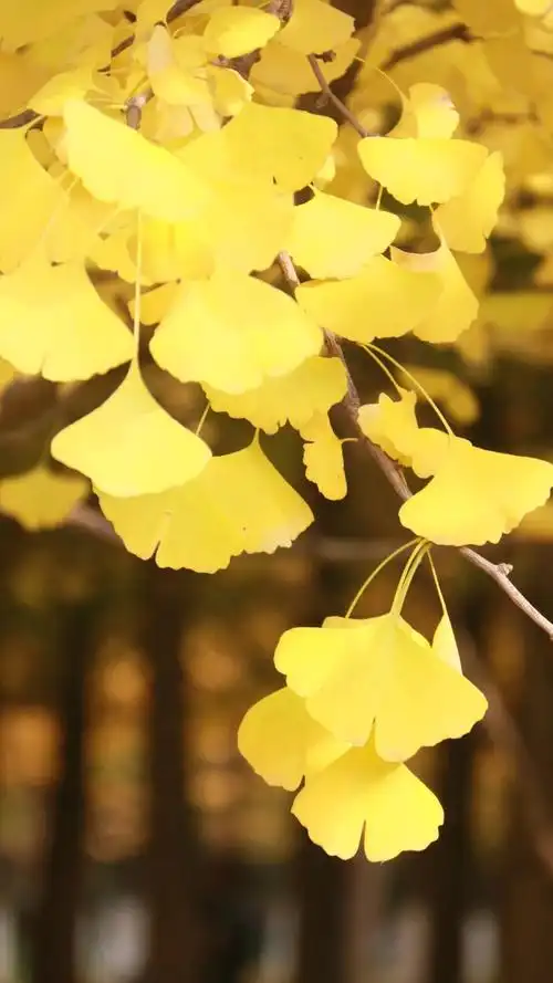 优美迷人的银杏唯美意境图