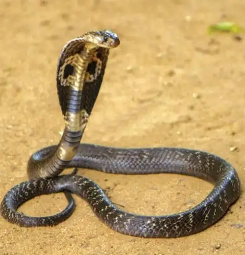 关于世界上最长的眼镜王蛇的配图及描述