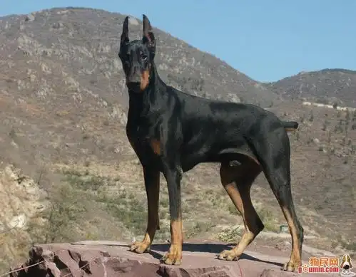 张馨予让啥狗给咬了呀?说说军犬那些事