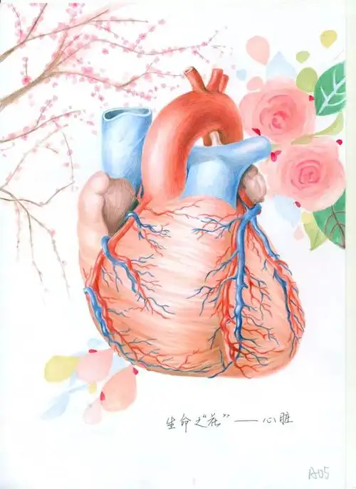 团情要讯济宁医学院第三届解剖绘图比赛初赛作品展