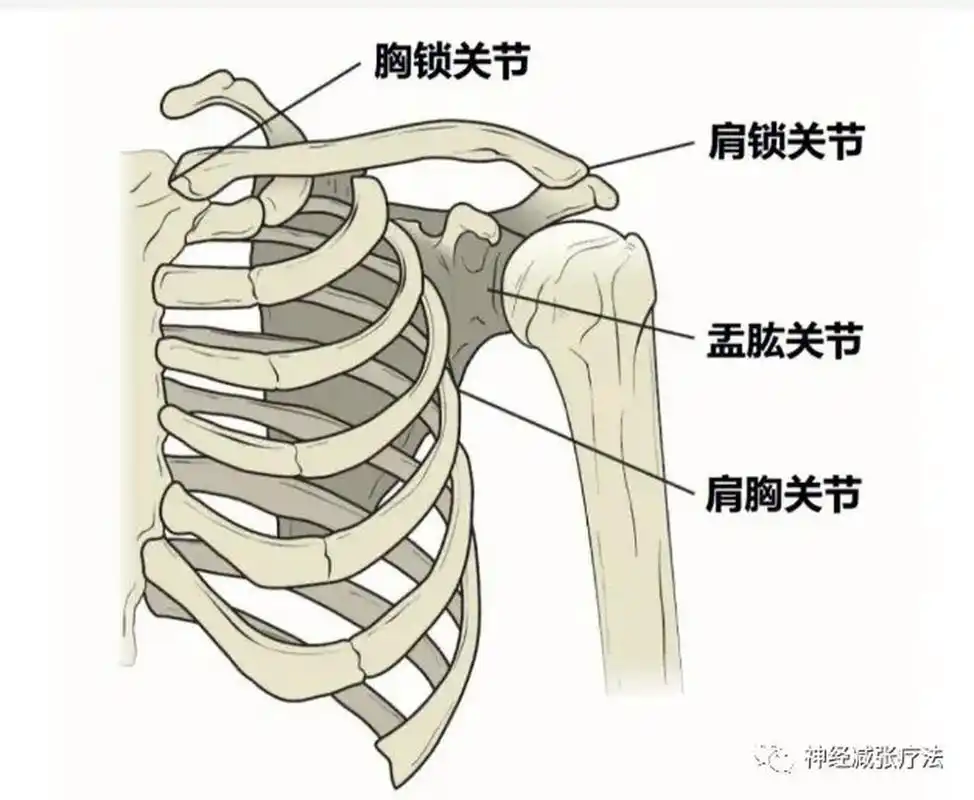 肩痛常用处理总结 (1)常规肩痛: 喙突的内上方 外侧