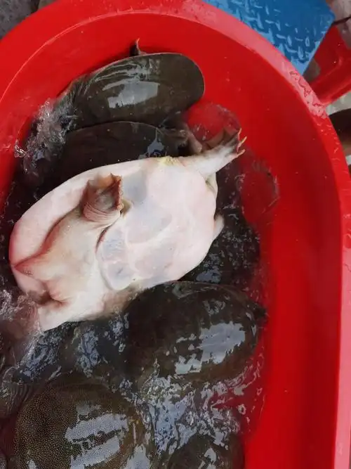 八方甲鱼水产批发