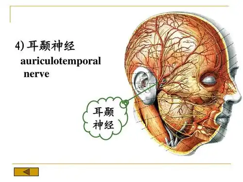 耳颞 神经