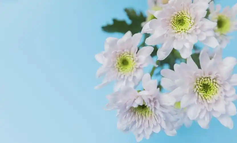 春天鲜花小雏菊背景图片