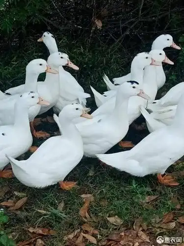 洋鸭子 7-8斤 公 全散养