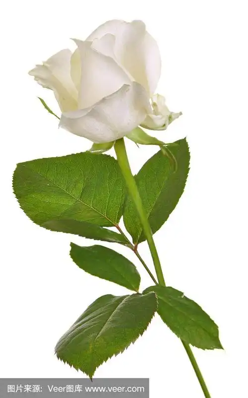 一枝孤立的白玫瑰