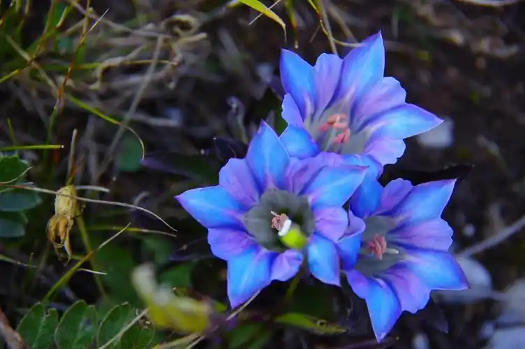 山野寻奇——龙胆草
