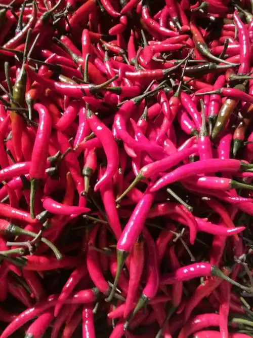 朝天椒 朝天辣