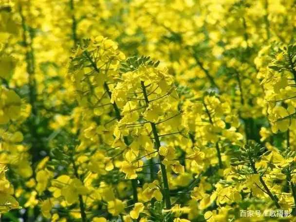 《春天绿意盎然的油菜花田风景》玉幡竿-协助拍摄