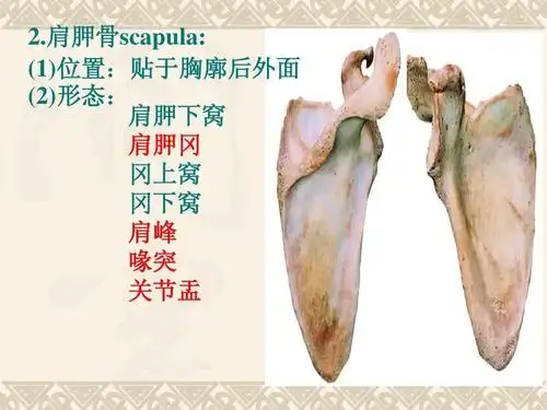 肩胛骨scapula: (1)位置:贴于胸廓后外面 (2)形态: 肩胛下窝 肩胛冈