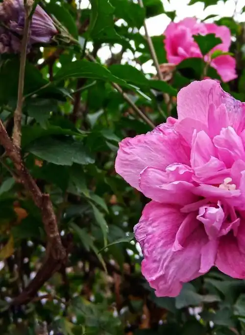 木槿花,韩国的国花,是秋天欣赏的最美的花卉,不仅个大,花形美丽,色彩