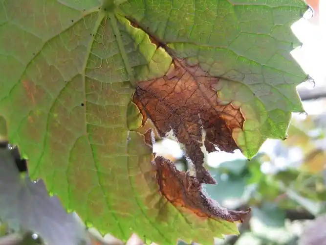 图片为葡萄灰霉病叶部后期症状    二,发病