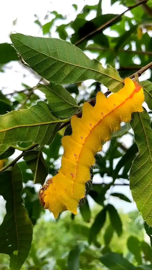 五颜六色的柞蚕,你见过吗?