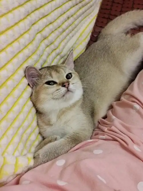 8斤了,也不知道这是标准体重吗#金渐层  #猫