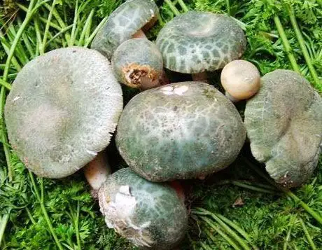 云南野生菌采摘攻略采菌游玩两不误