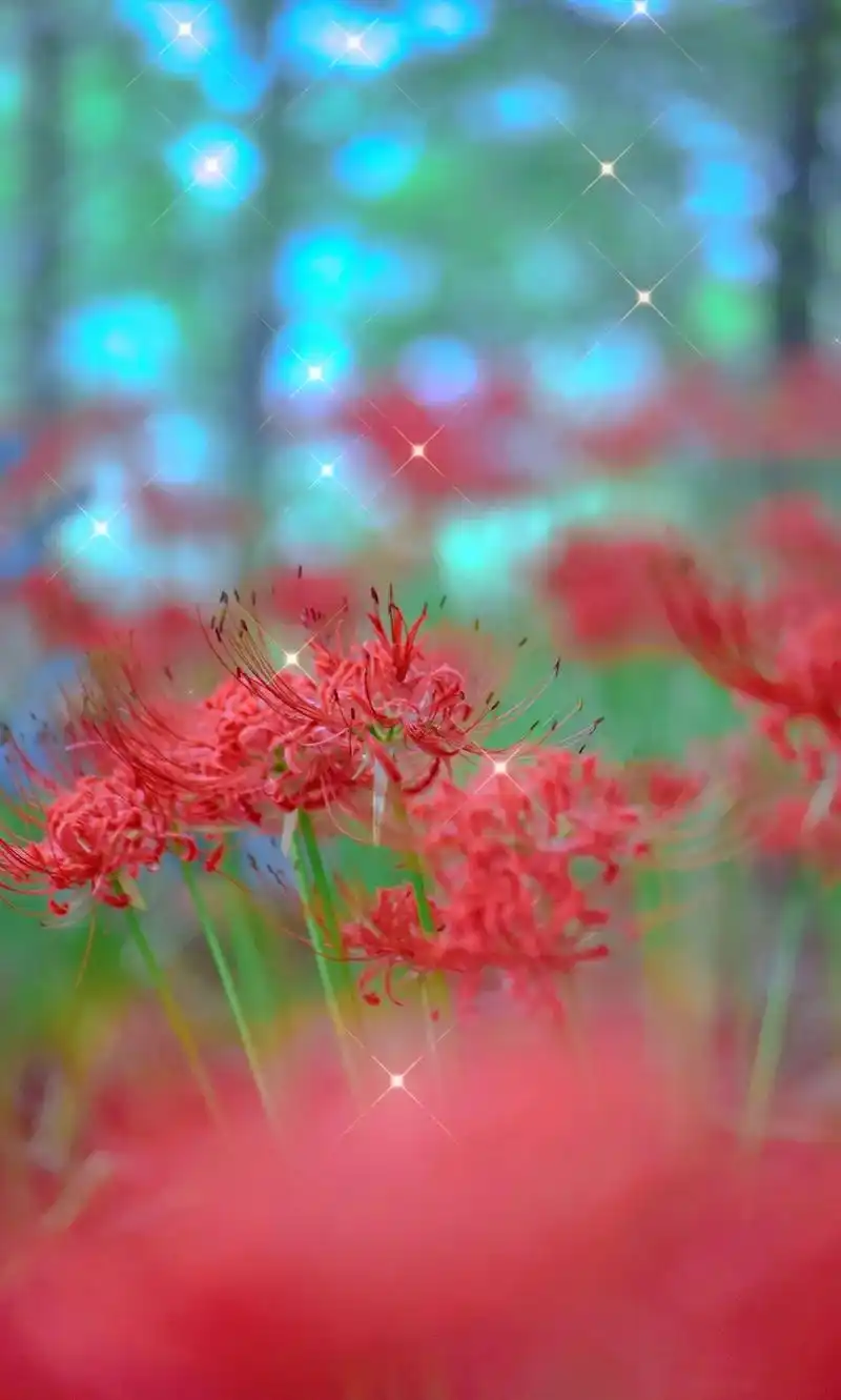 彼岸花的花语和寓意及象征 彼岸花的传说   彼岸花是一种充满 - 抖音