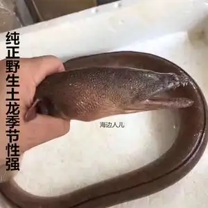 土龙鳗鱼