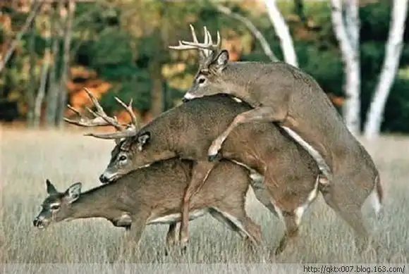 变态的动物交配(1)_精彩图库_光明网