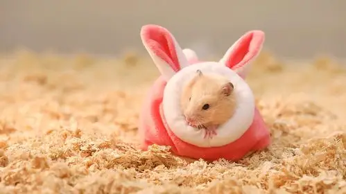 这只仓鼠居然会瞬间转移,还能察言观色 来源:好看视频-宠物成精有哪些