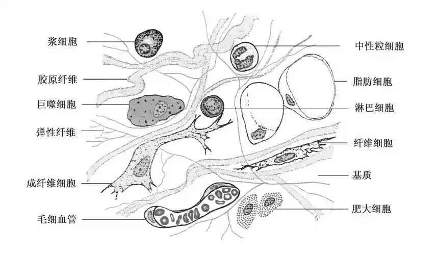 疏松结缔组织纤维的染色特点