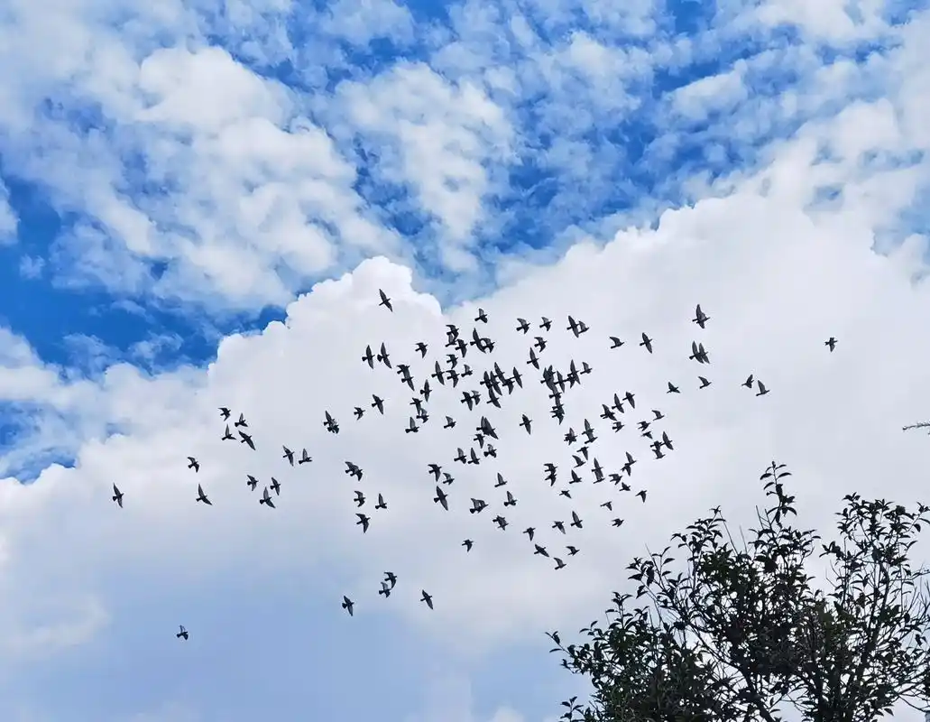 鸽群 #鸽子#天空#飞翔 #图虫优质图文计划 #介绍我的摄影 - 抖音